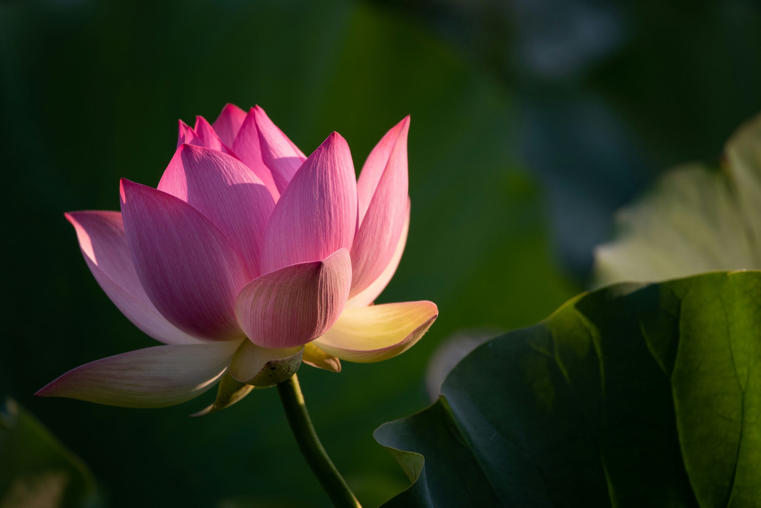 flor de loto con tono rosado