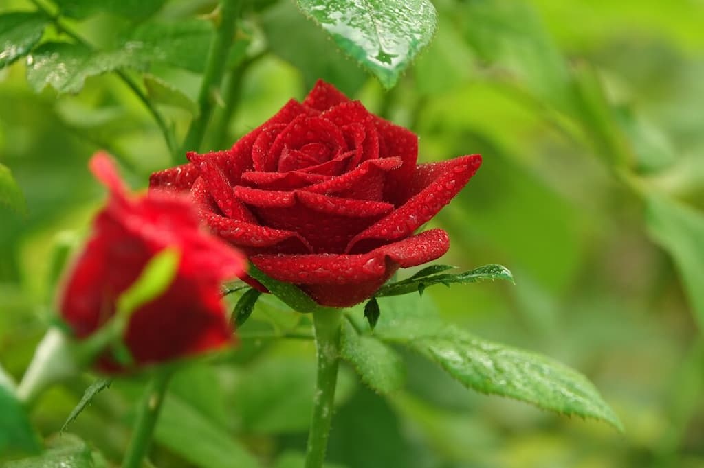 Rosal florecido con dos rosas rojas en primer plano