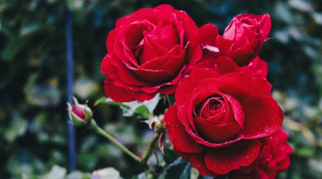 Rosas rojas florecidas y en proceso de floración