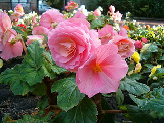 Begonia Tuberosa cultivada en un Jardín